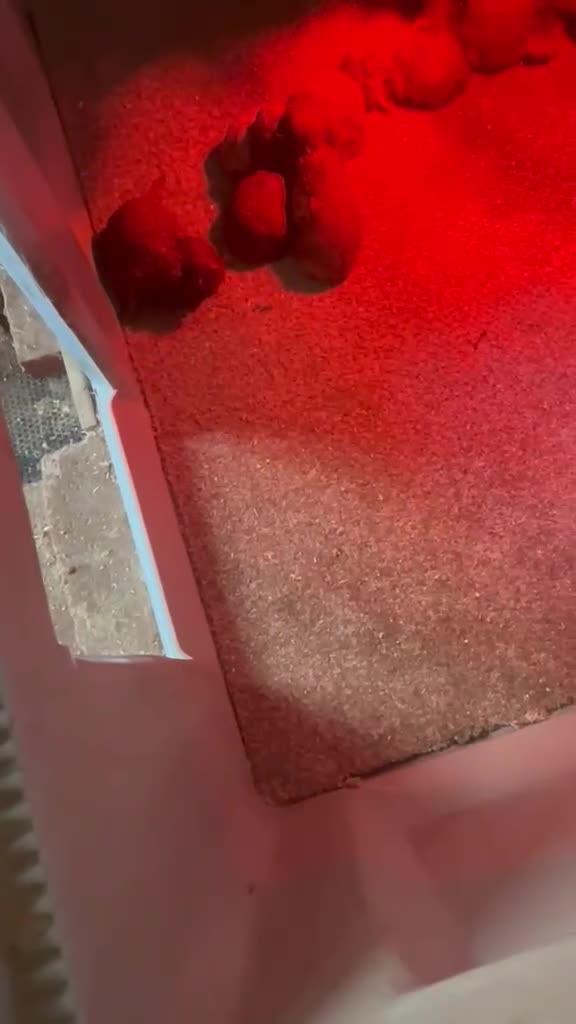Toy Poodle dogs for sale: Super mini maltipoo puppies (toy poodle) - Video 3
