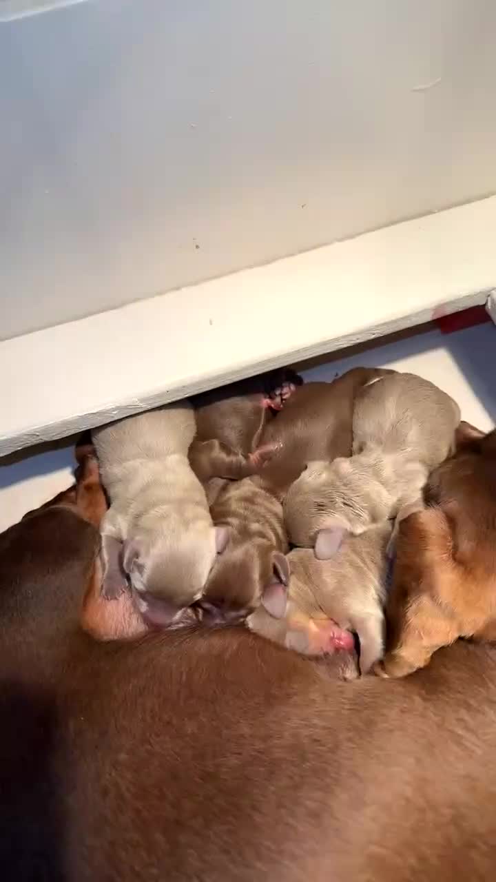 Miniature Dachshund dogs for sale: KC miniature Dachshunds  - Video 1