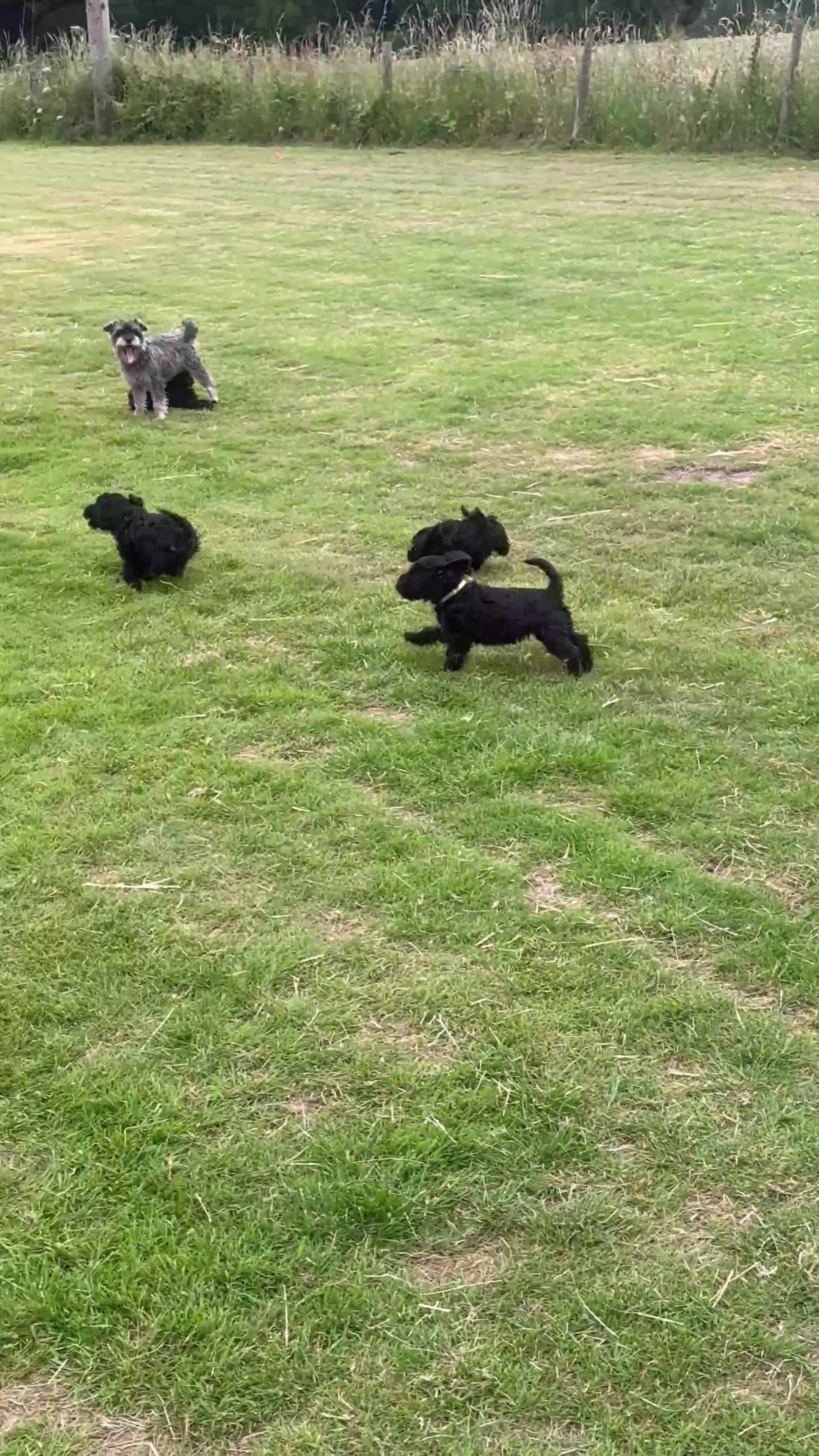 Schnoodle dogs for sale: Schnoodles READY NOW - Video 1
