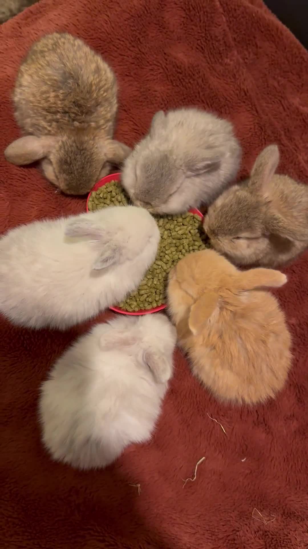 Mini Lop rabbits for sale: Gorgeous Mini Lops  - Video 3