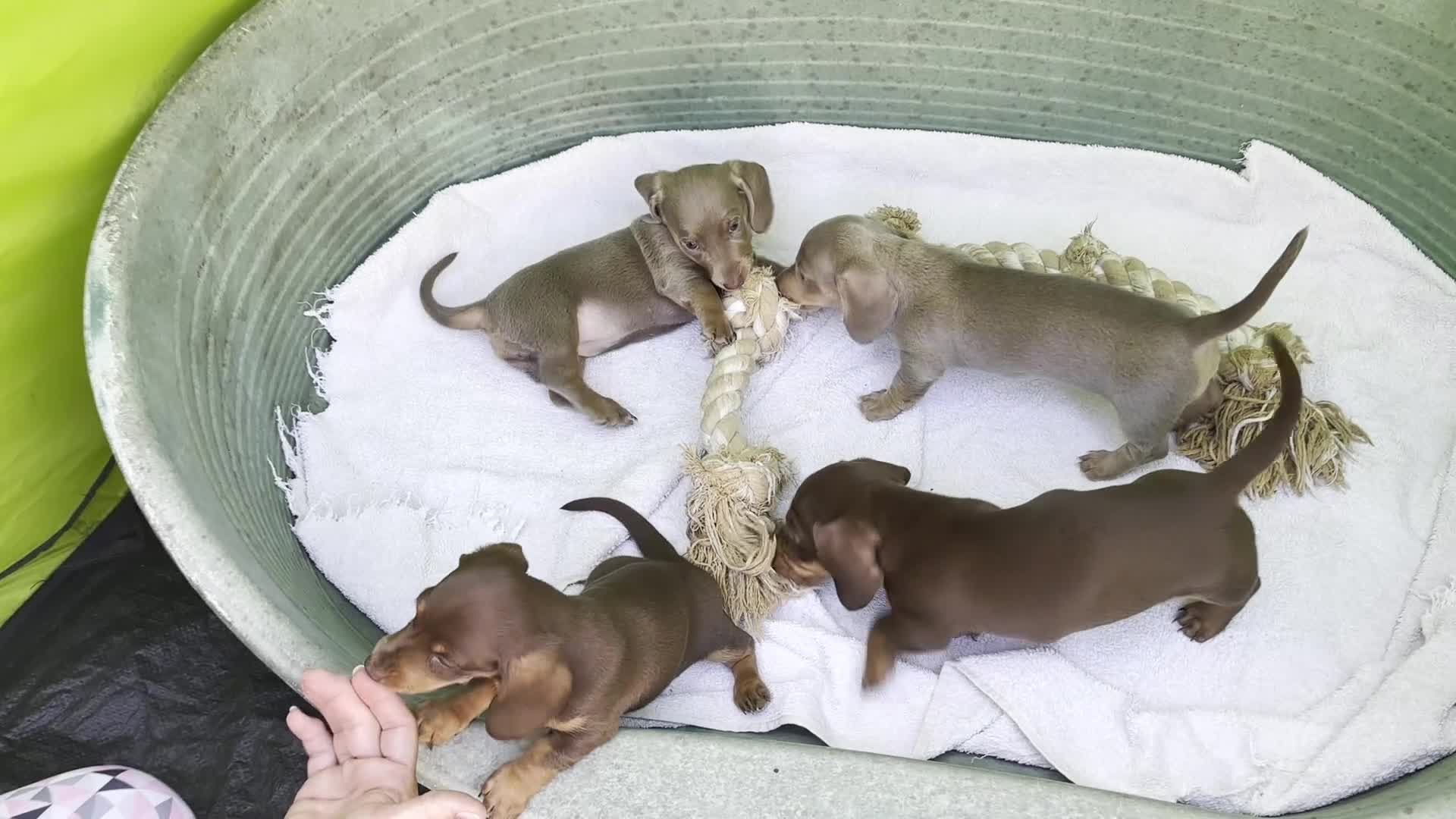 Miniature Dachshund dogs for sale: KC Reg Miniature Dachshund Puppies For Sale - Video 2