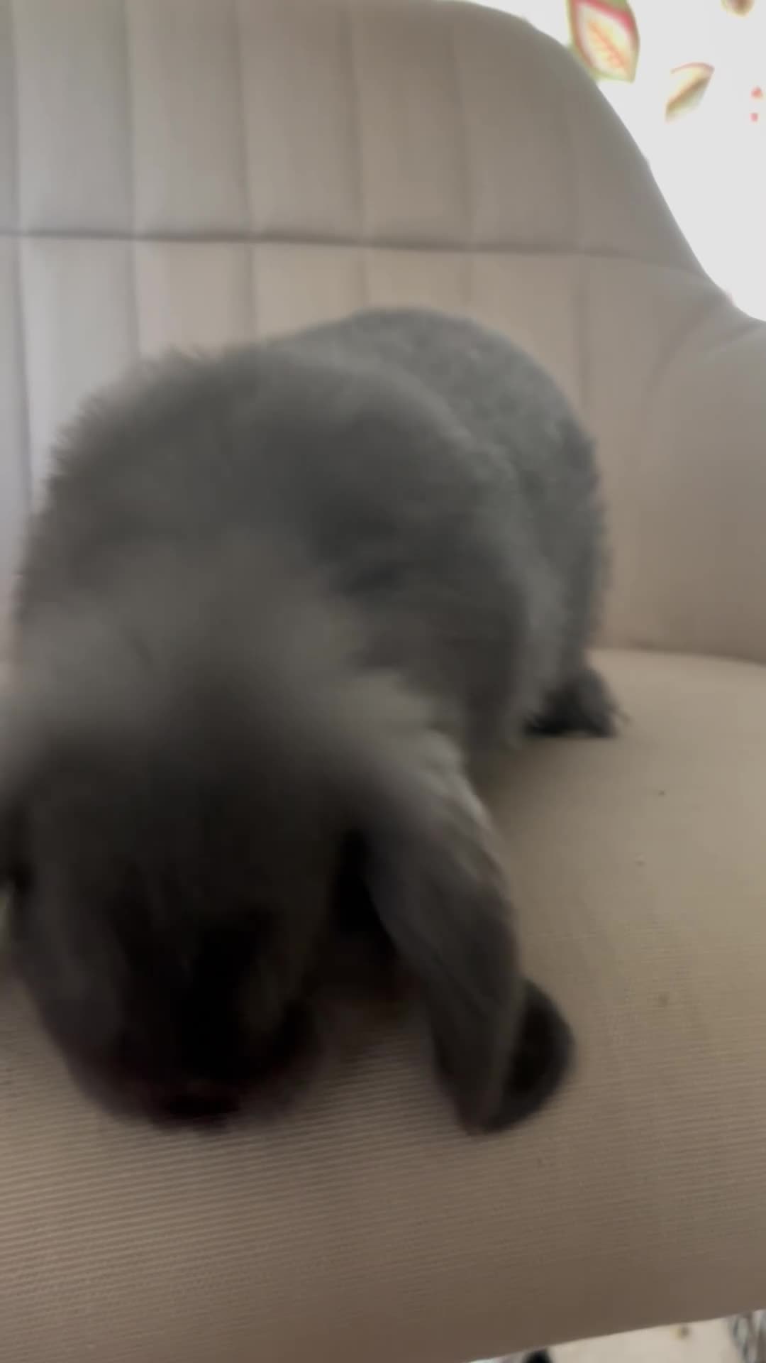 Mini Lop rabbits for sale: Mini Lop Bunnies  in Guildford - Video 1