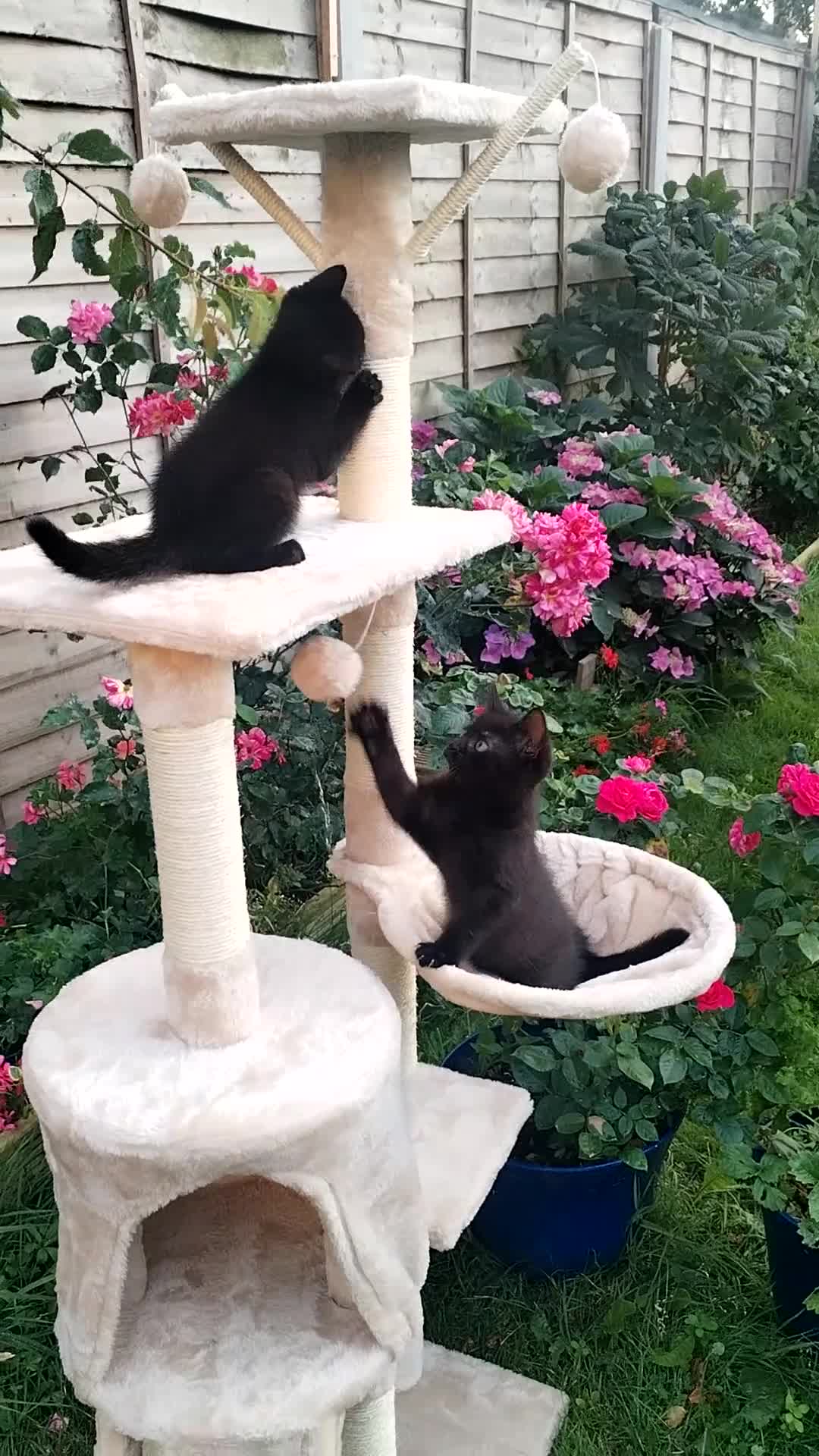 Mixed Breed cats for sale: Black kitchen (girl)  - Video 1