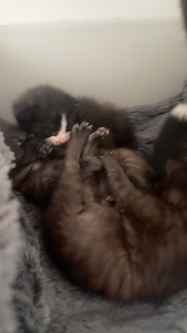 Mixed Breed cats for sale: Mixed breed kittens  - Video 2