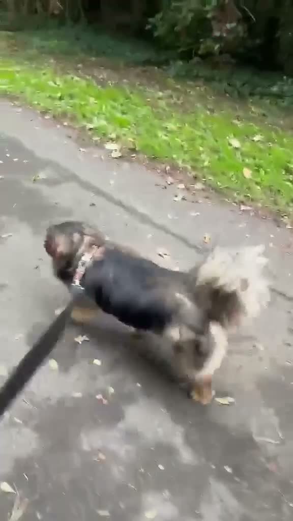 Mixed Breed dogs for adoption: 🐾💙 REX – A CHARMING LITTLE GENTLEMAN 💙🐾 in Chester - Video 1