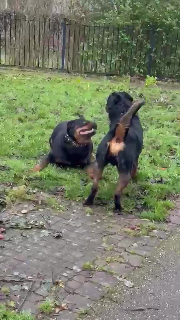 Rottweiler dogs for sale: 3 year old Rottweiler  in Burnley - Video 1