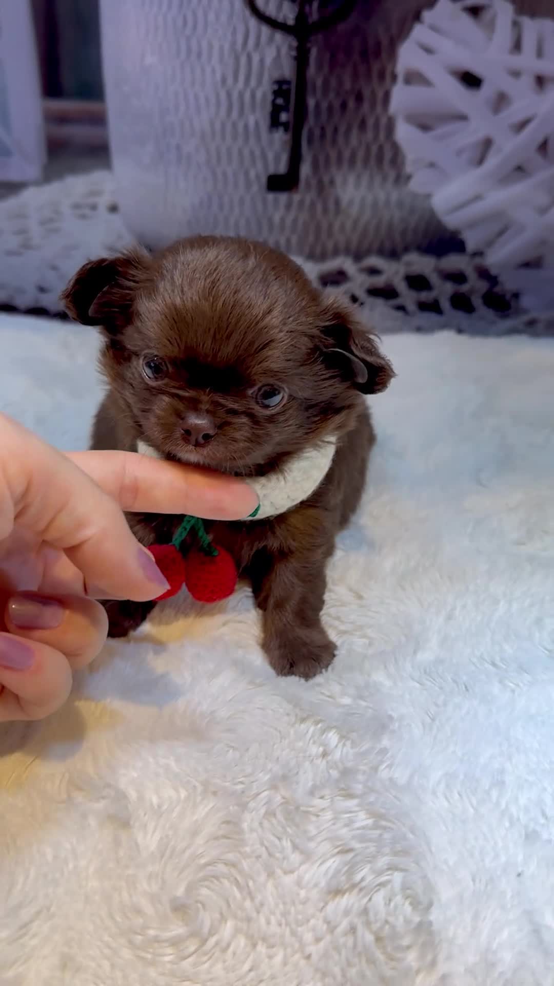 Chihuahua dogs for sale: 💙🤎Unique KC LC Chocolate Chihuahuas, 2 Boys🤎💙 - Video 2