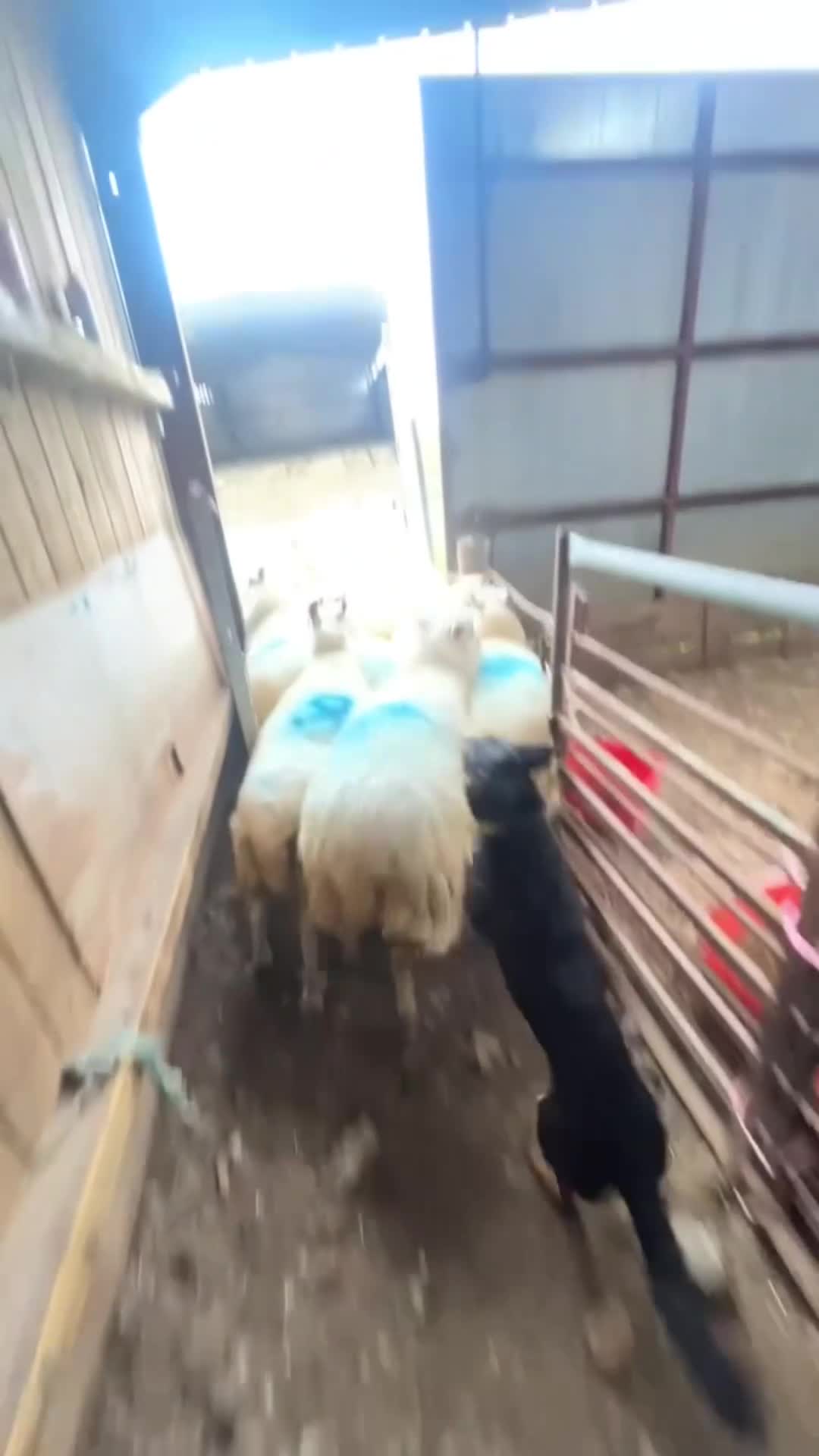 Mixed Breed dogs for sale: Kepie X collie pups for sale!!! - Video 2