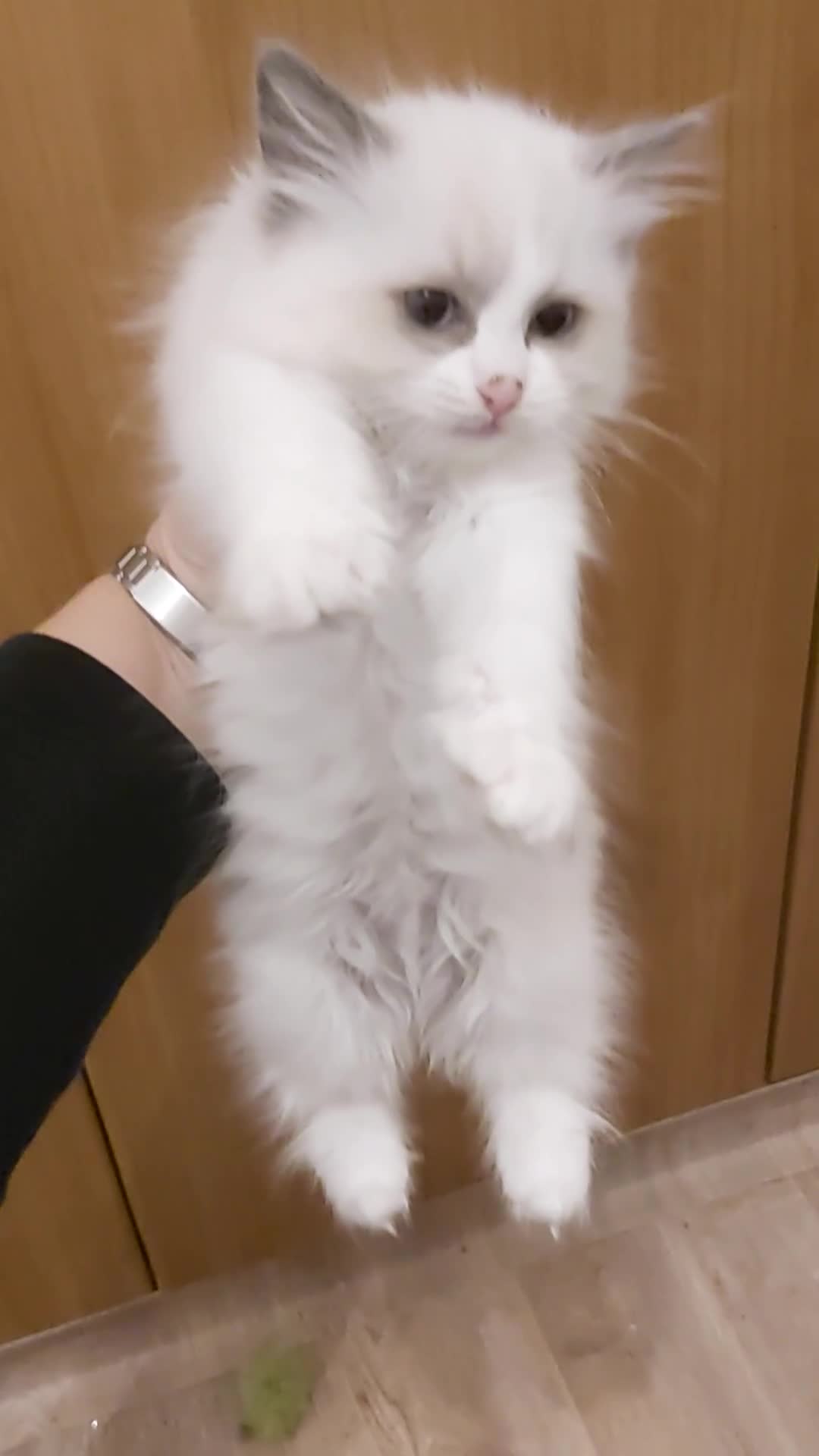 Ragdoll cats for sale: RAGDOLLS BICOLOUR GIRL BLUE EYES READY NOW  - Video 4