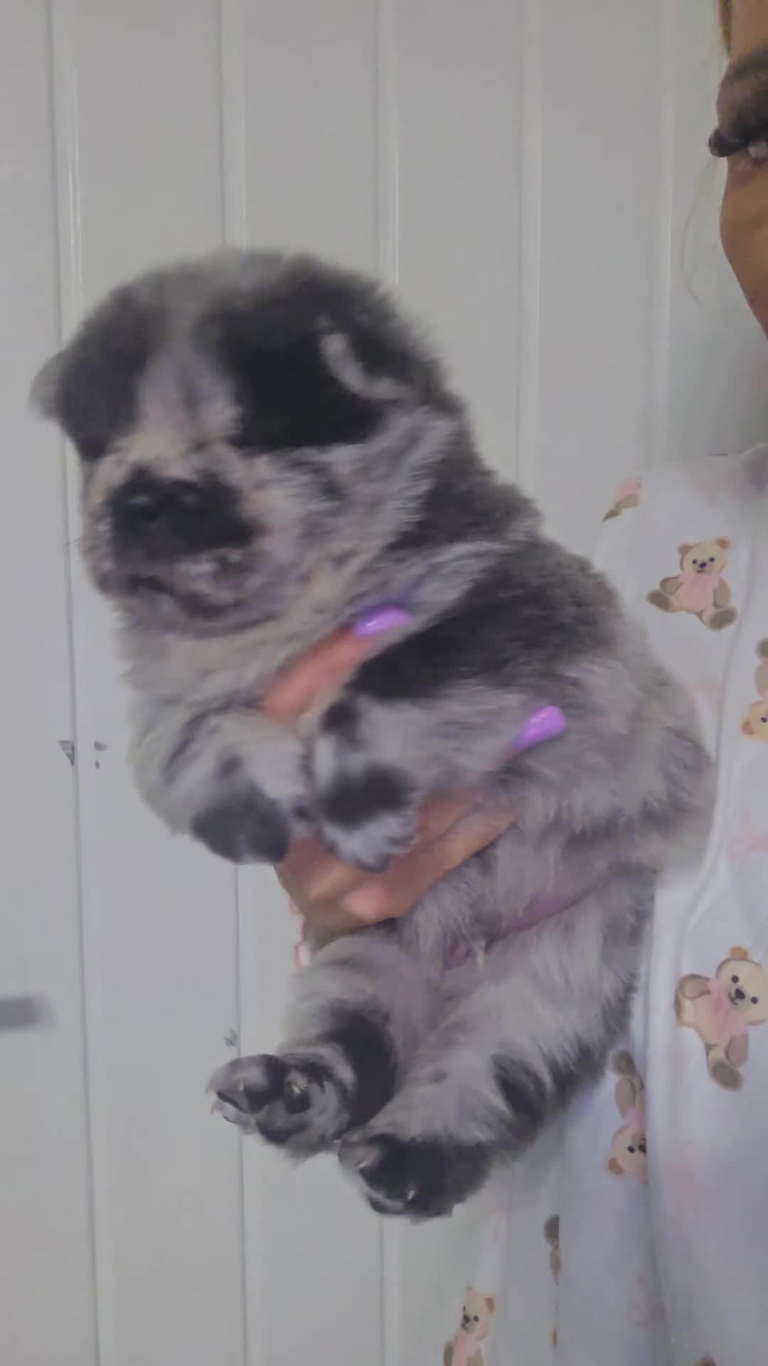 Chow Chow dogs for sale: DWKC PURE CHOW CHOW PUPS - Video 2