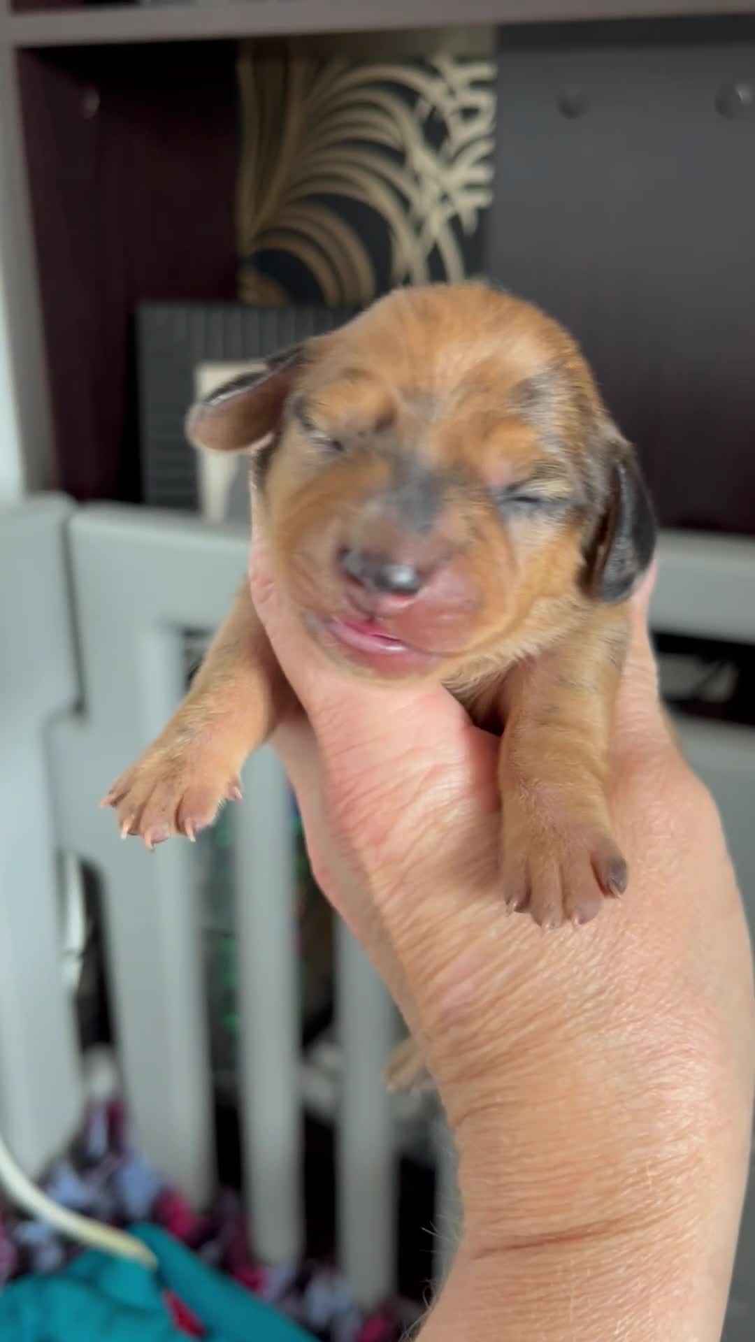 Dachshund dogs for sale: Miniature smooth coated dachshund  - Video 1