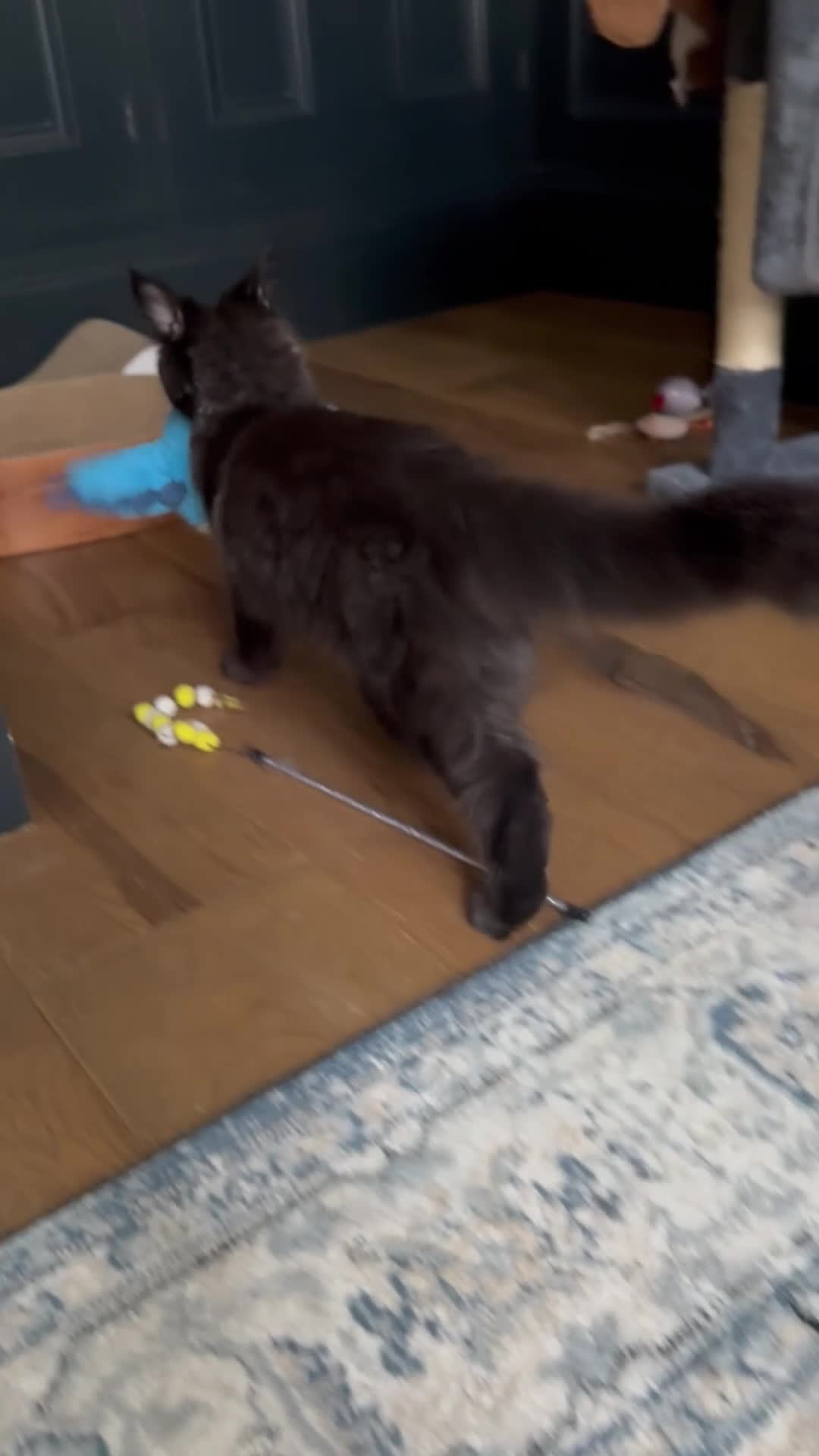 Maine Coon cats for sale: Pure Breed Female Maine Coons Available  in Paisley - Video 1