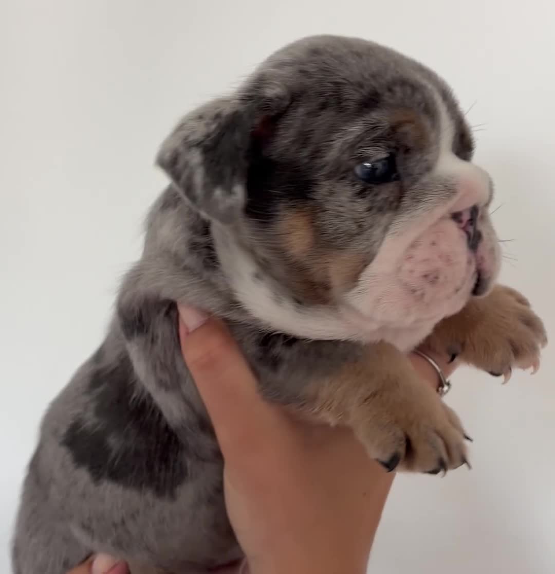 English Bulldog dogs for sale: English bulldog litter  in Atherstone - Video 2