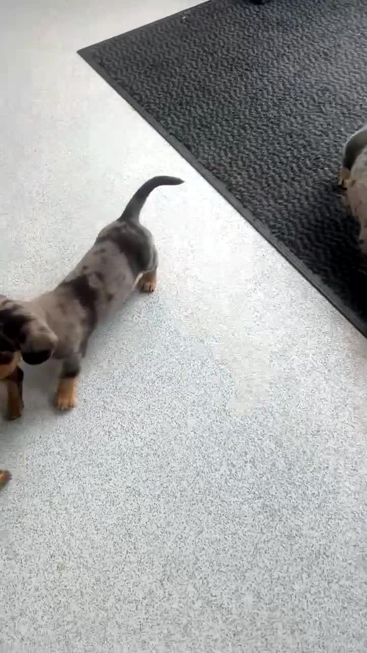 Miniature Dachshund dogs for sale: Miniature Dachshund puppies - Video 1
