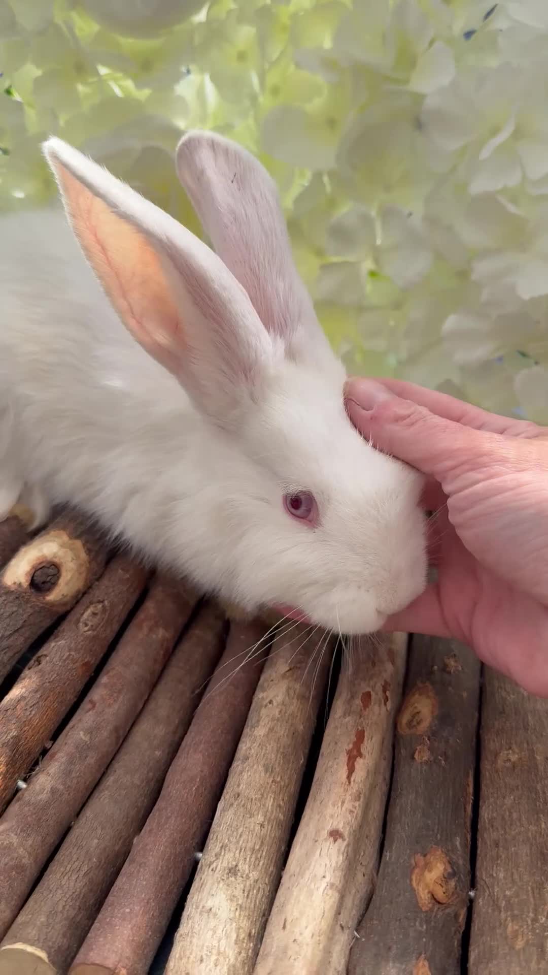 Continental Giant rabbits for sale: ‼️READY NOW - 1 CONTI DOE LEFT‼️ - Video 1