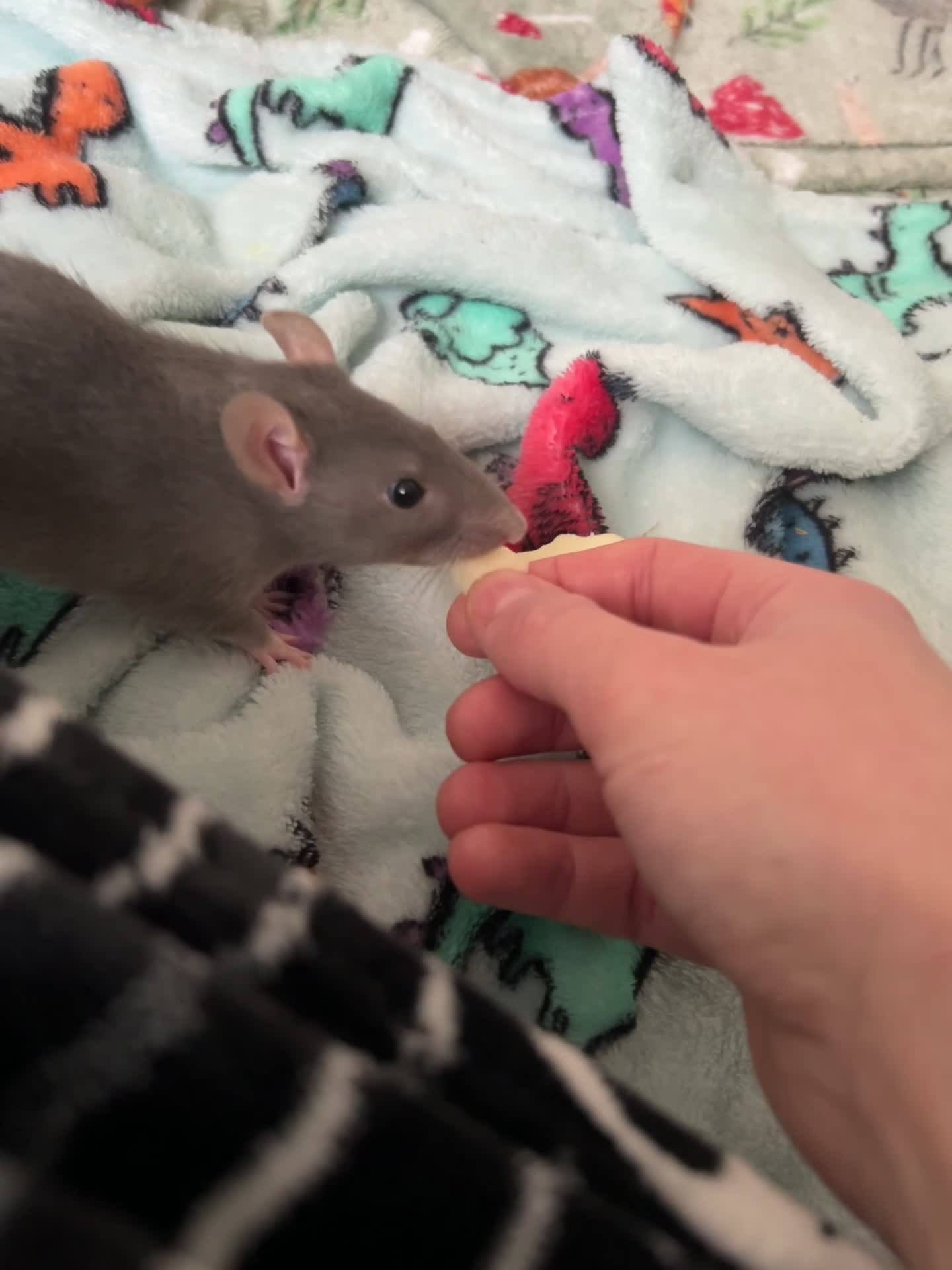 Rat rodents for sale: Female Fancy Rats For Sale in Rotherham - Video 3
