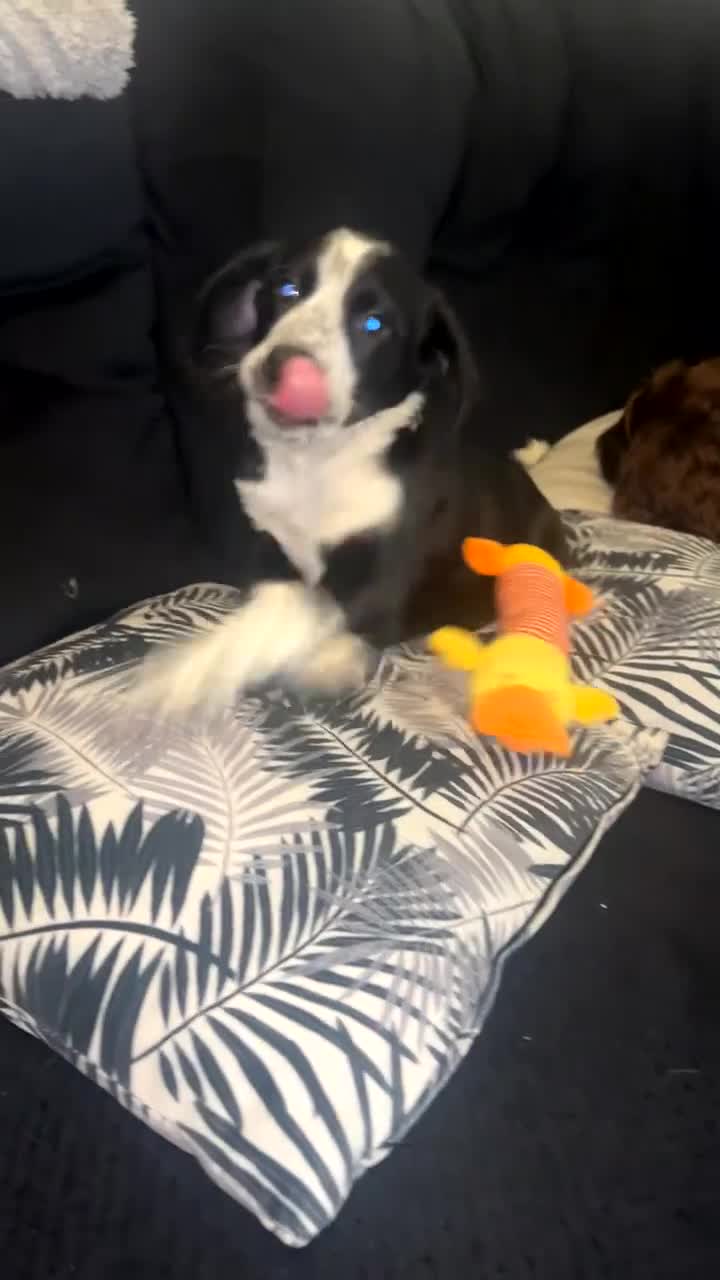 Mixed Breed dogs for sale: Last puppy from the litter!!  - Video 1