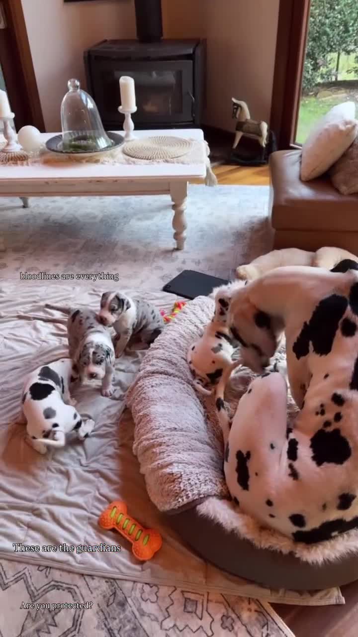 Great Dane dogs for sale: Great Danes Available–Gentle Giants in the Making - Video 1