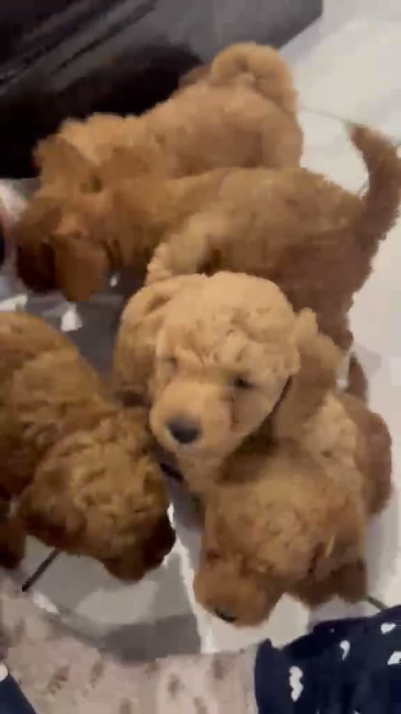Cockapoo dogs for sale: STUNNING RED COCKAPOO PUPPIES - Video 1
