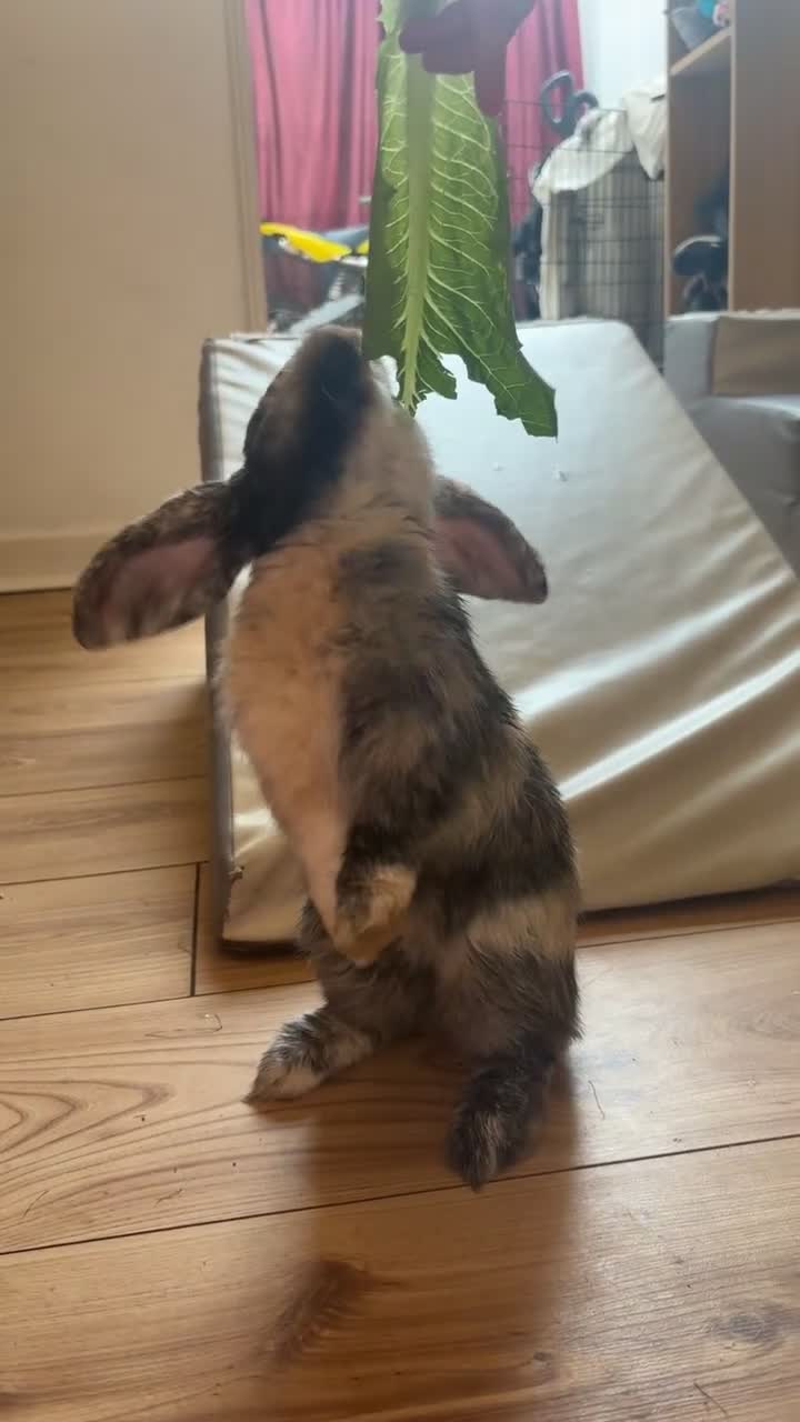 Mini Lop rabbits for sale: 4 month boy lop ear rabbit in Heanor - Video 1