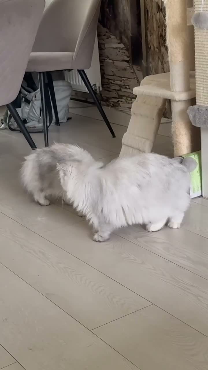 Persian cats for sale: Beautiful GCCF Silver Persian Brother and Sister - Video 2