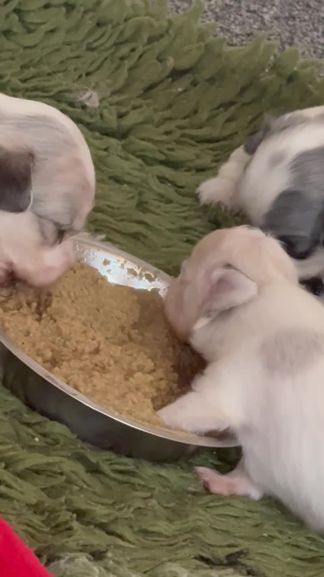 Mixed Breed dogs for sale: Cockeranians for sale 1 girl and two boys  - Video 1