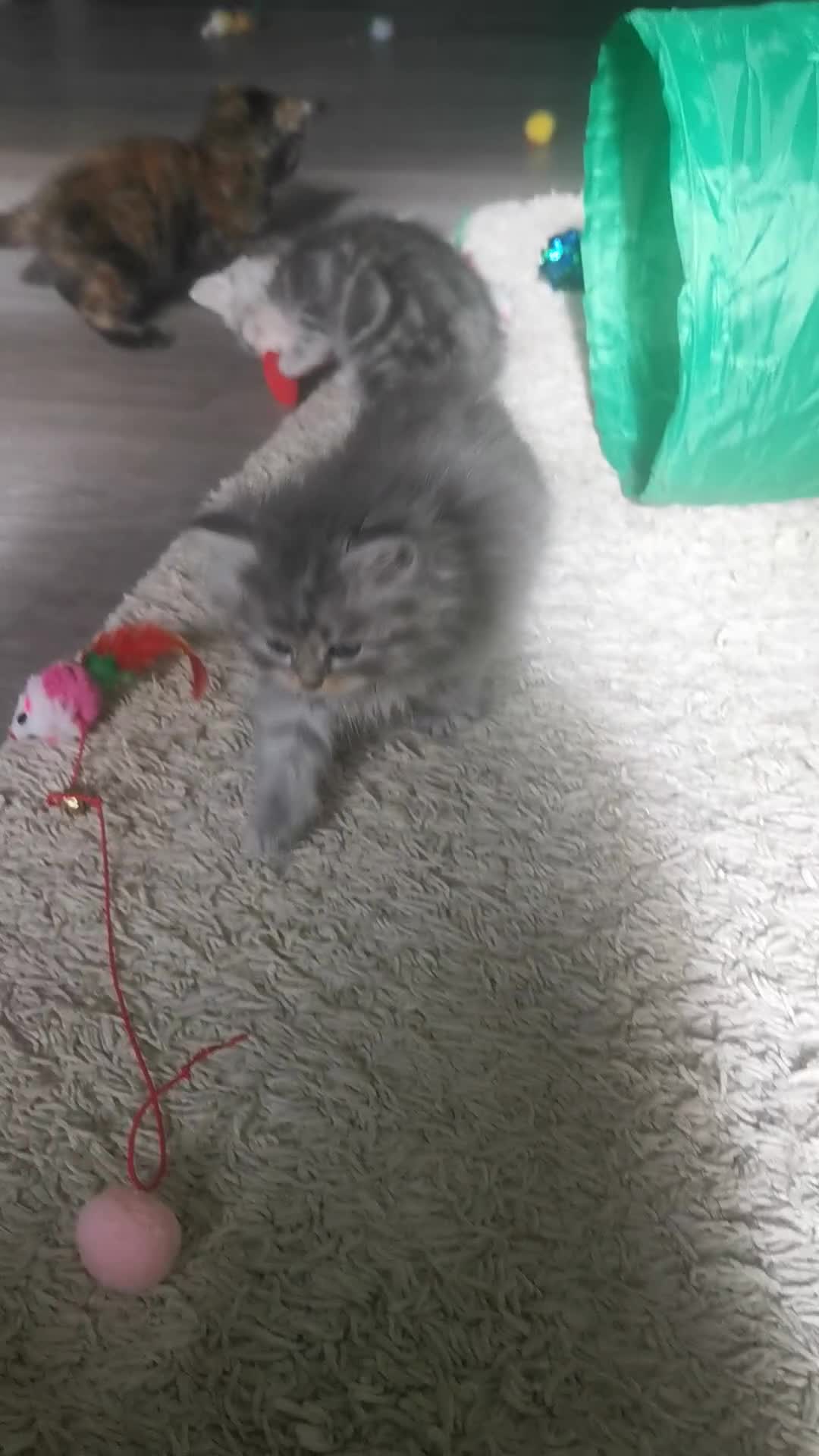 Persian cats for sale: Beautiful  silver shaded chinchilla Persian x bsh - Video 3
