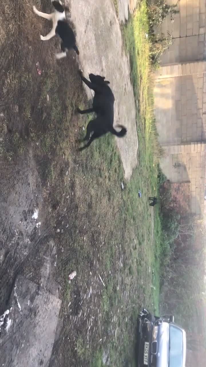 Mixed Breed dogs for sale: 2 female puppies for sale  - Video 3