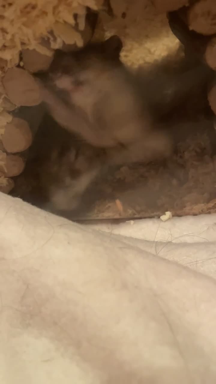 Gerbil rodents for sale: 2 male gerbils for sale  - Video 3