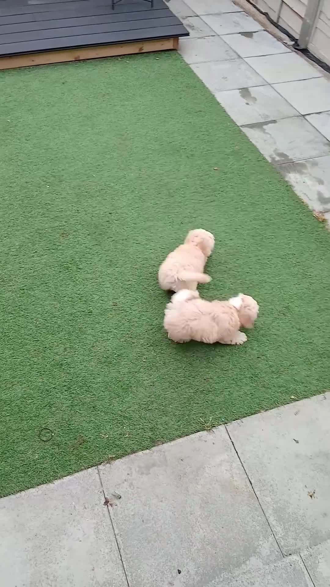 Maltipoo dogs for sale: 2 multipoo girls left due to no show - Video 1