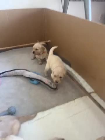 Golden Retriever dogs for sale: Golden Retrievers pure breed puppies - Video 2
