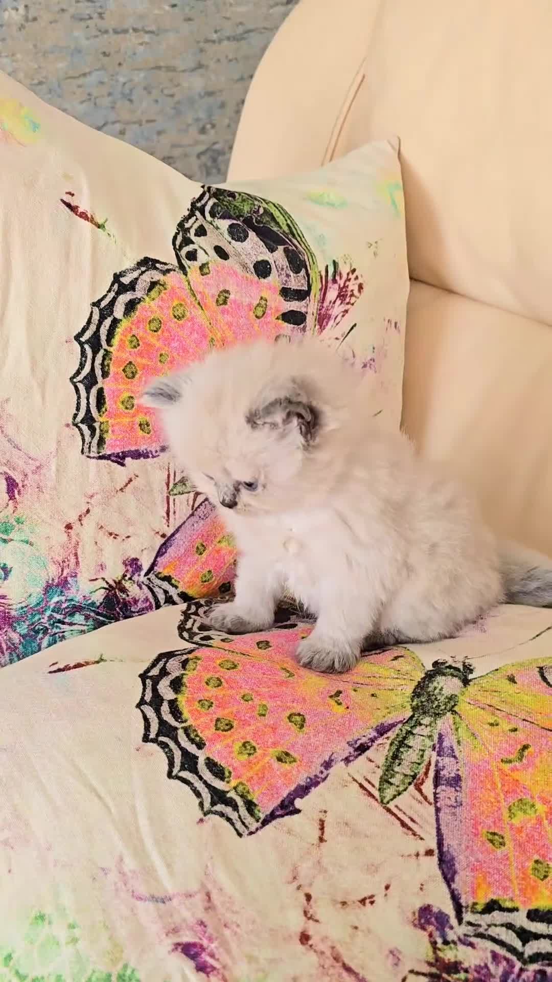 Persian cats for sale: Stunning Blue point female - Video 1