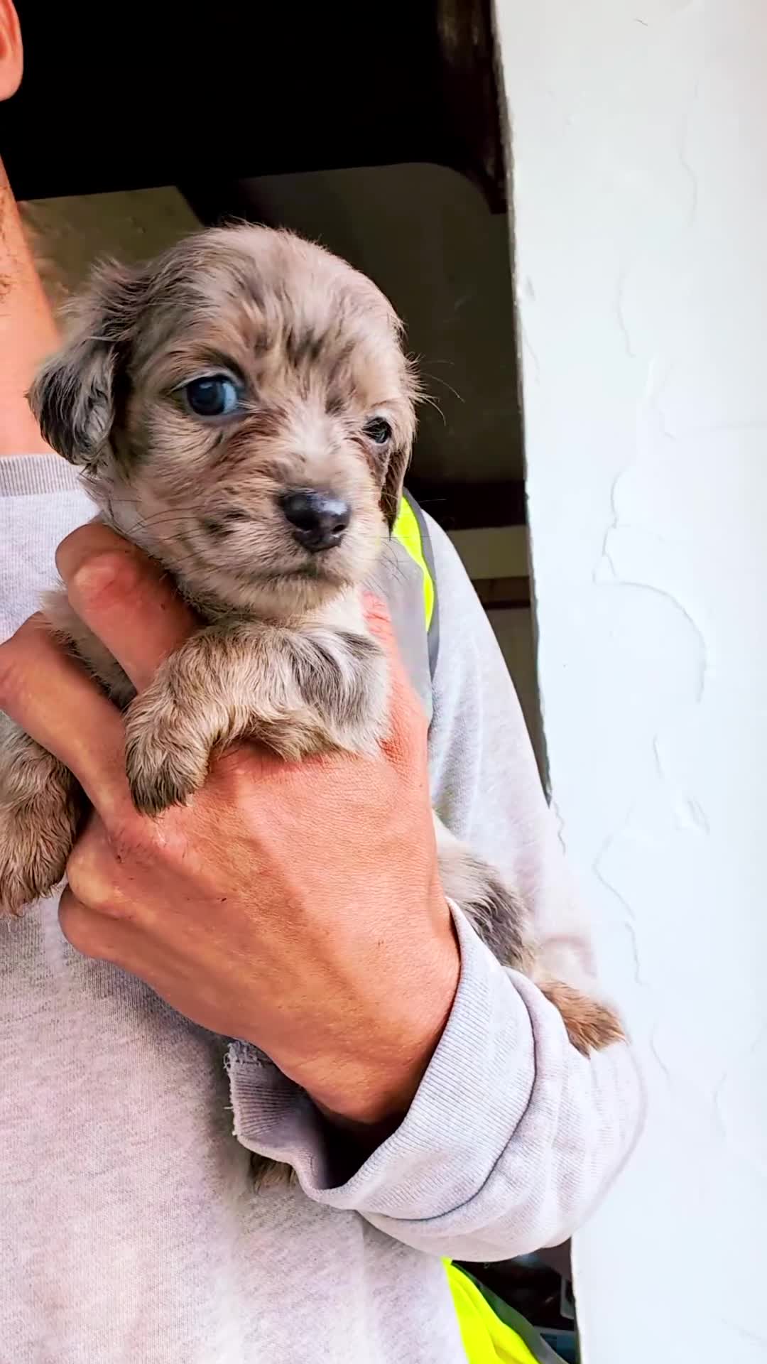 Mixed Breed dogs for sale: 4 beautiful French dachshund available  in Llanelli - Video 1