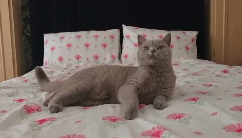 British Shorthair cats for sale: GCCF PEDIGREE LILAC BRITISH SHORTHAIR LILY🐾💜 1yr - Video 2