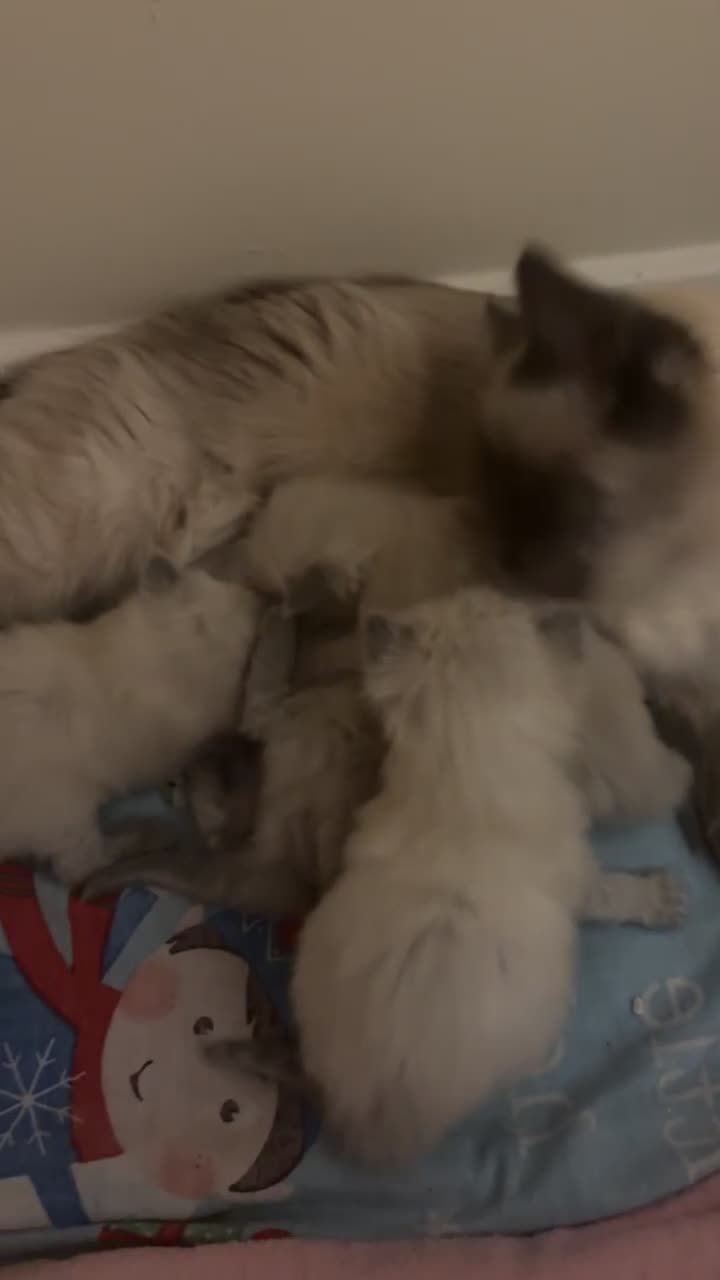 Ragdoll cats for sale: Ragdoll kittens (2 boys and 2 girls)  - Video 3
