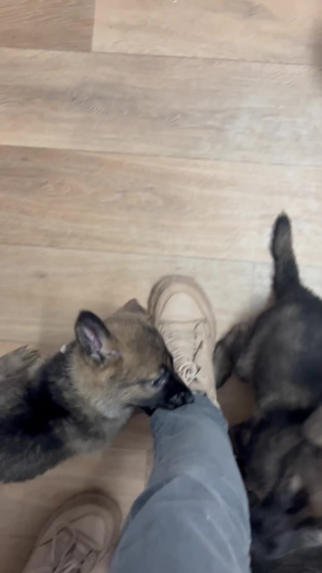 German Shepherd dogs for sale: Beautiful shepherd pups, ALL NOW RESERVED ☺️ - Video 1
