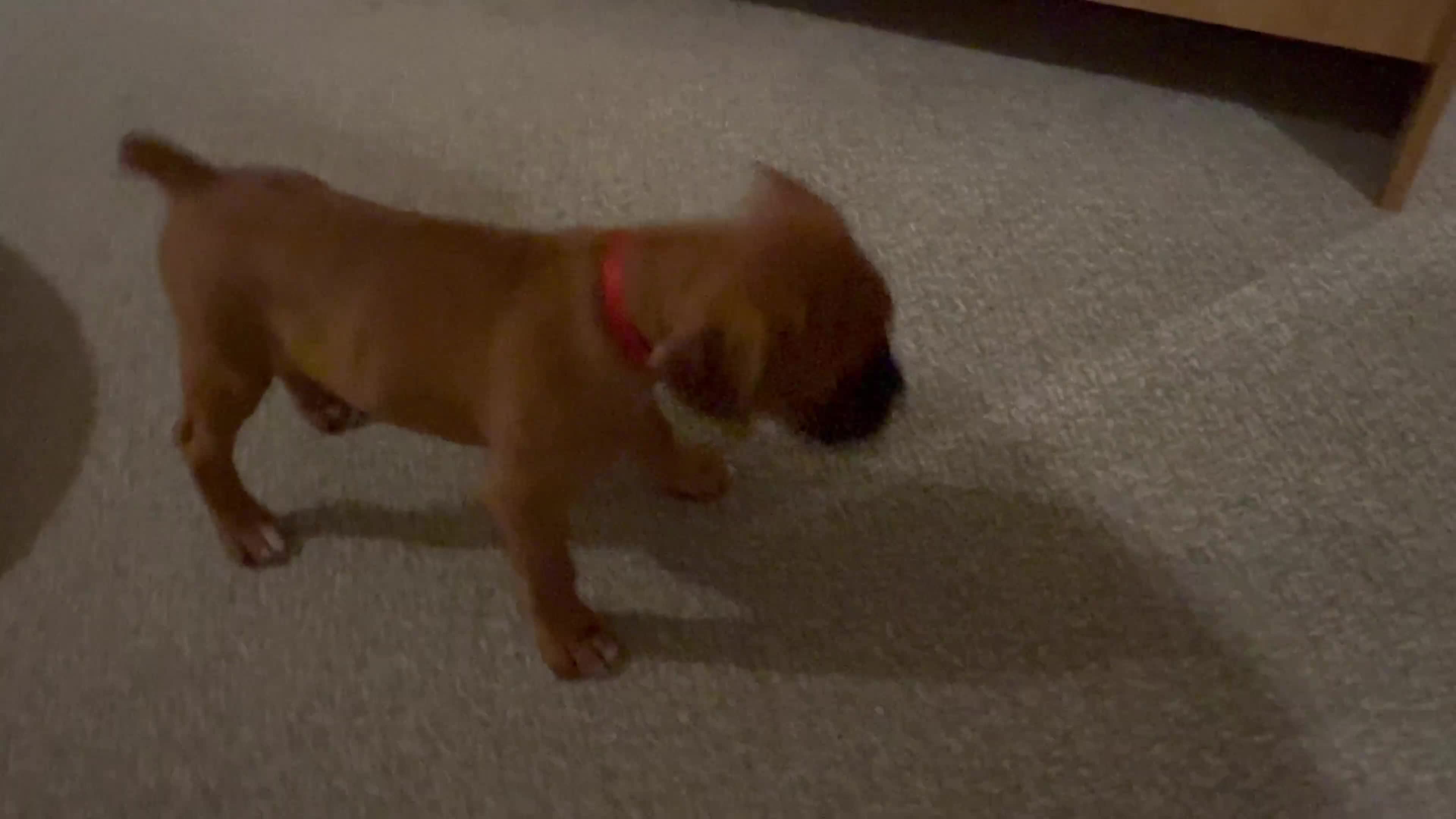 Boxer dogs for sale: 1 Female Boxer X Puppies-Ready Now - Video 3