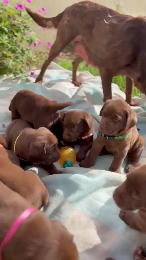 Labrador Retriever dogs for sale: ⭐️ KC Registered Chocolate Lab Puppies ⭐️ - Video 2