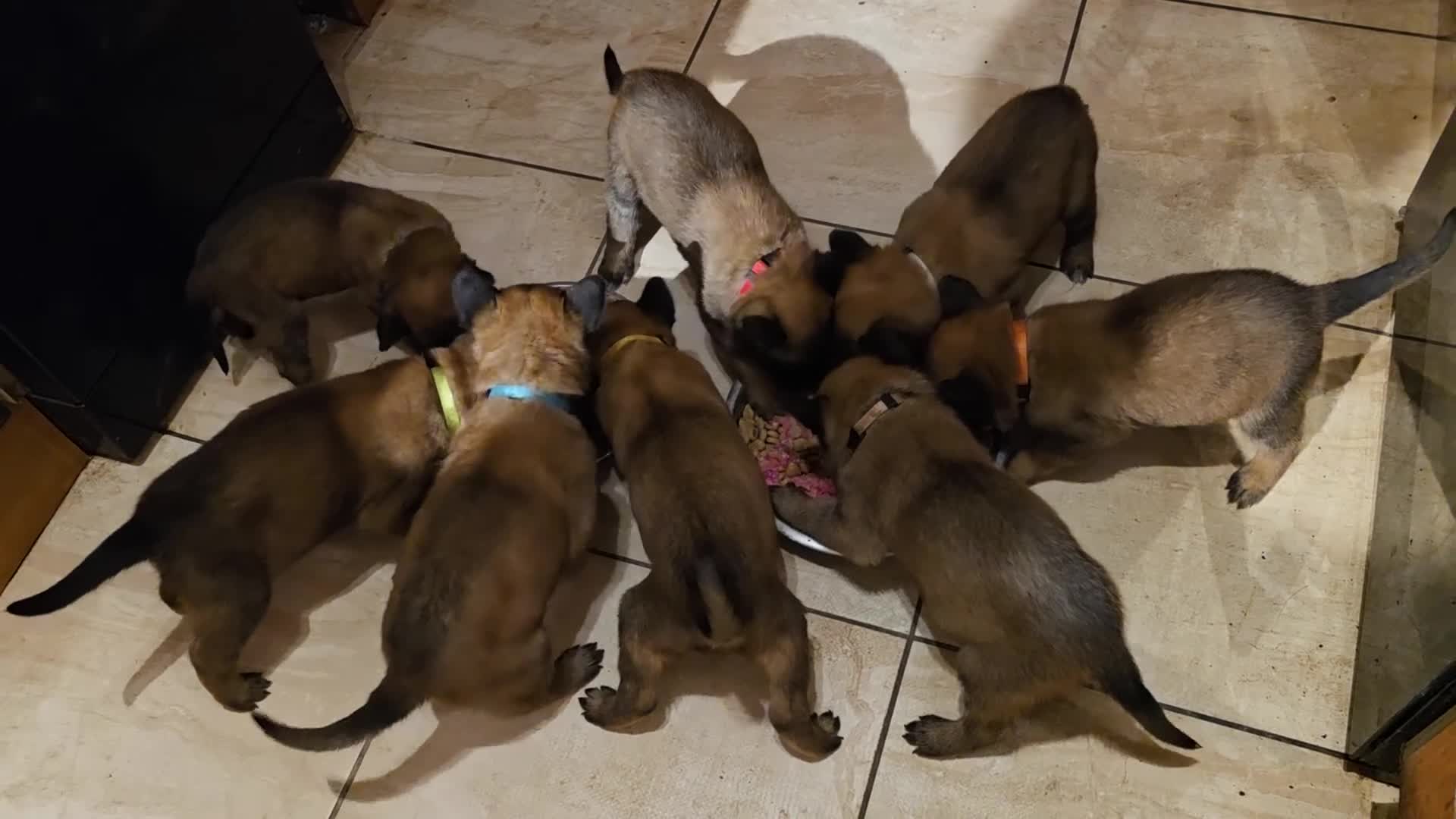 Belgian Shepherd Dog dogs for sale: 🔥🔥Fantastic Belgian Malinois Puppies🔥🔥 - Video 1