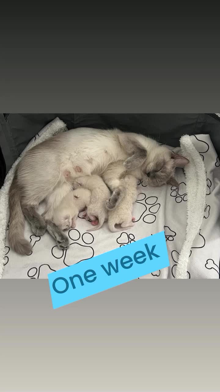 Ragdoll cats for sale: Adorable kittens Ragdoll for sale  - Video 4