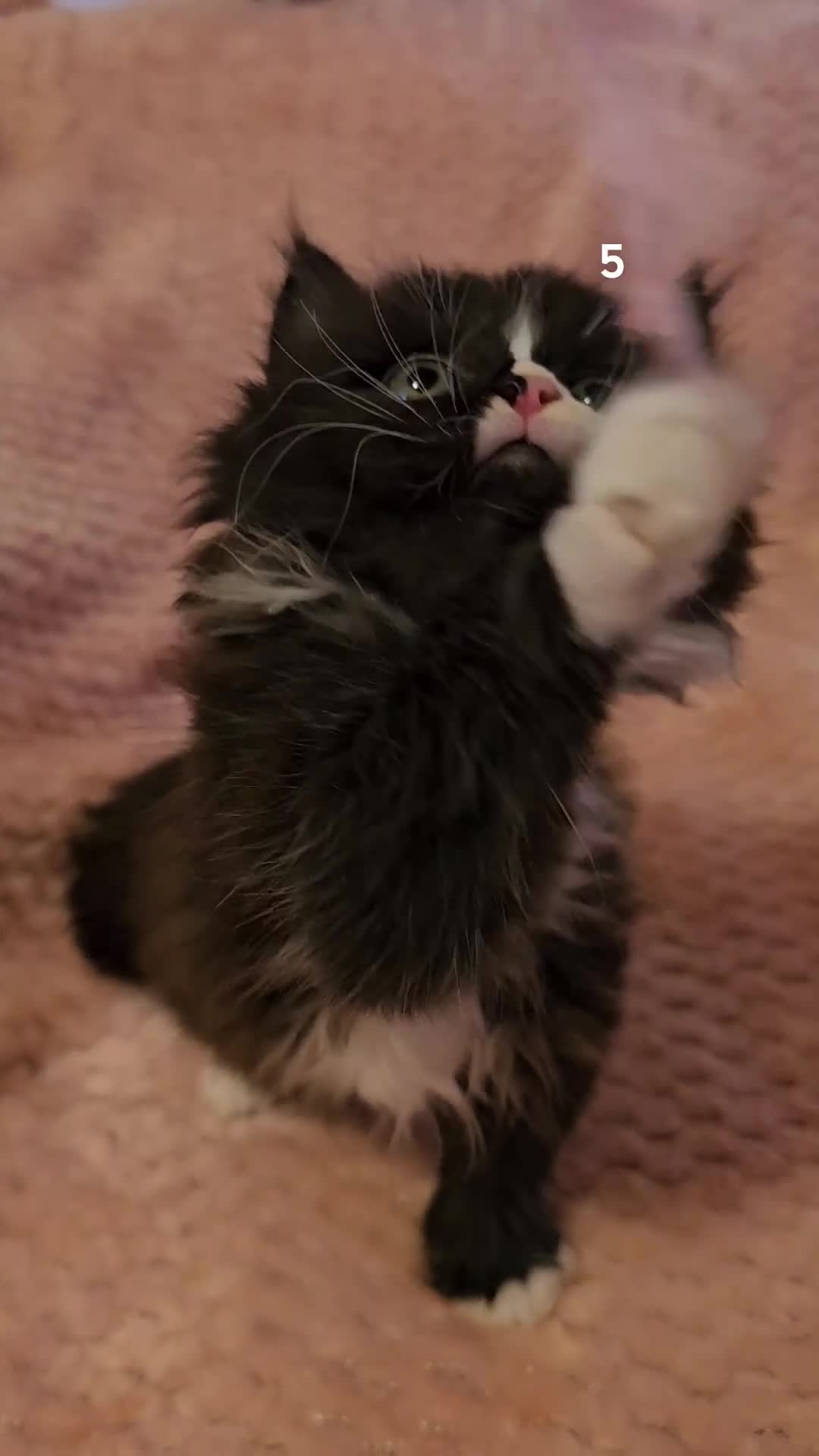 Mixed Breed cats for sale: Persian cross kittens x 5 - Video 1