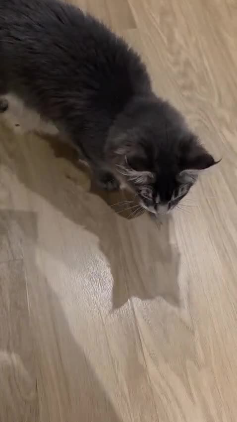 Maine Coon cats for sale: Maine coon girl - Video 1