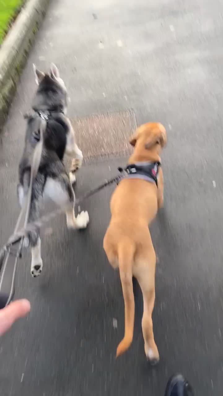 Shepsky dogs for sale: Husky cross German shepherd - Video 1