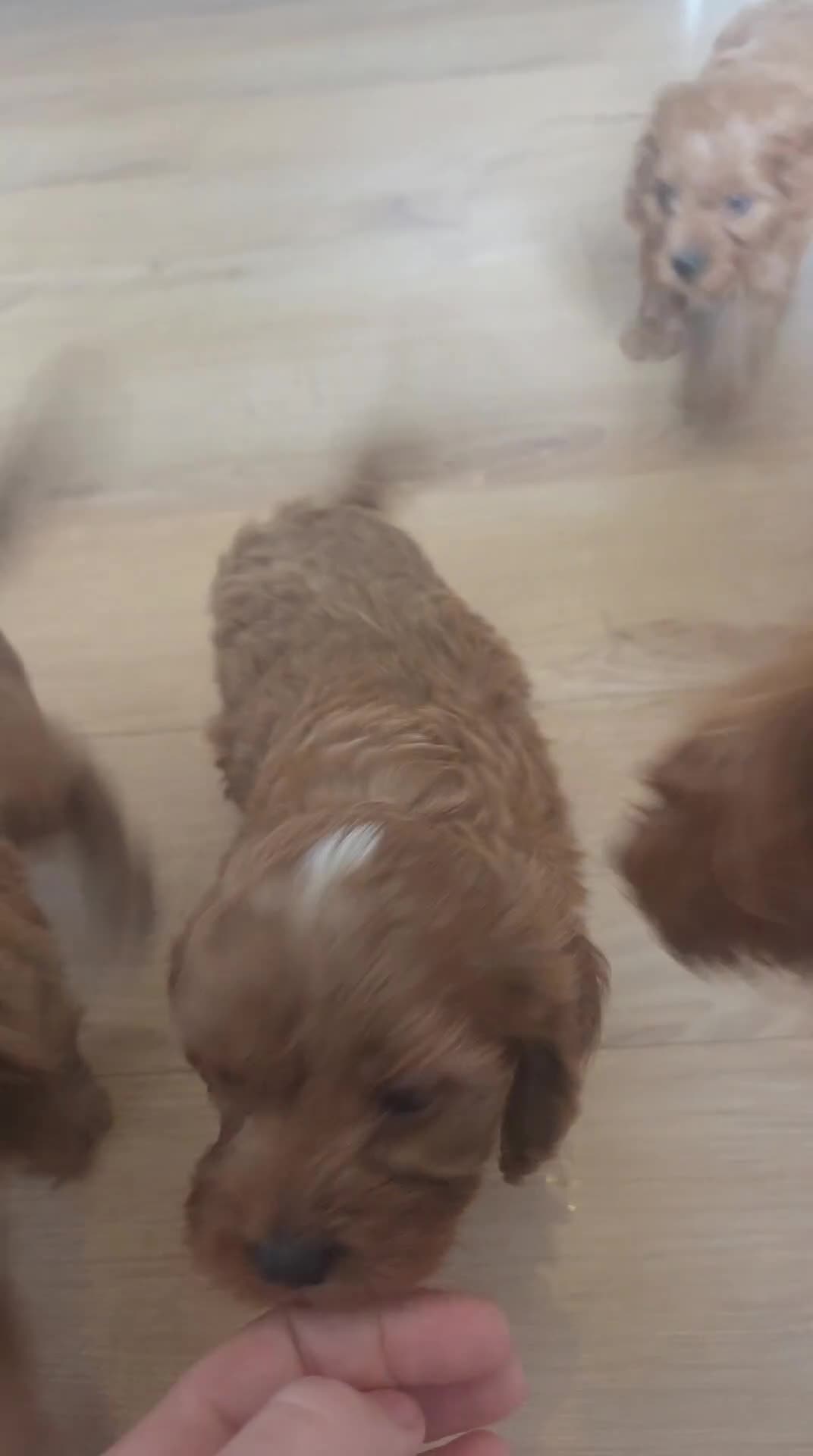 Cavapoo dogs for sale: Goregous Cavapoo Boys - Video 1
