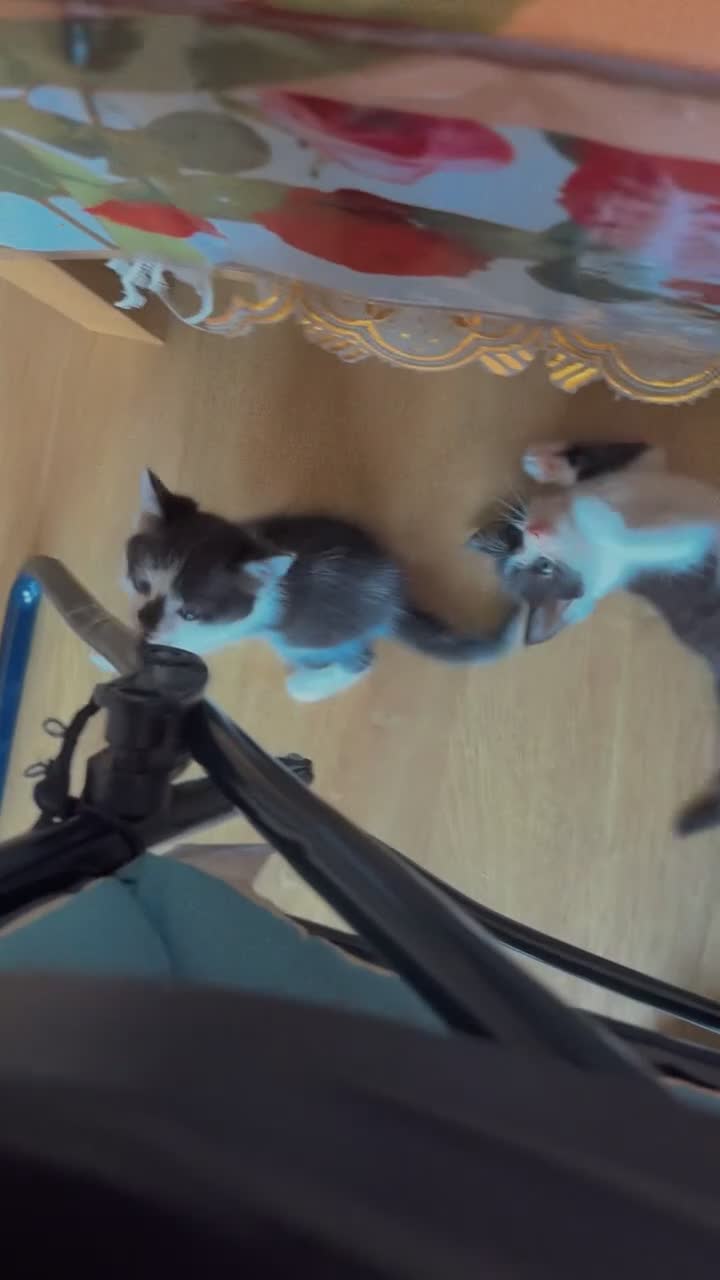 Mixed Breed cats for sale: 🐱 Adorable Black &White Domestic Shorthair Kitten in Swindon - Video 2