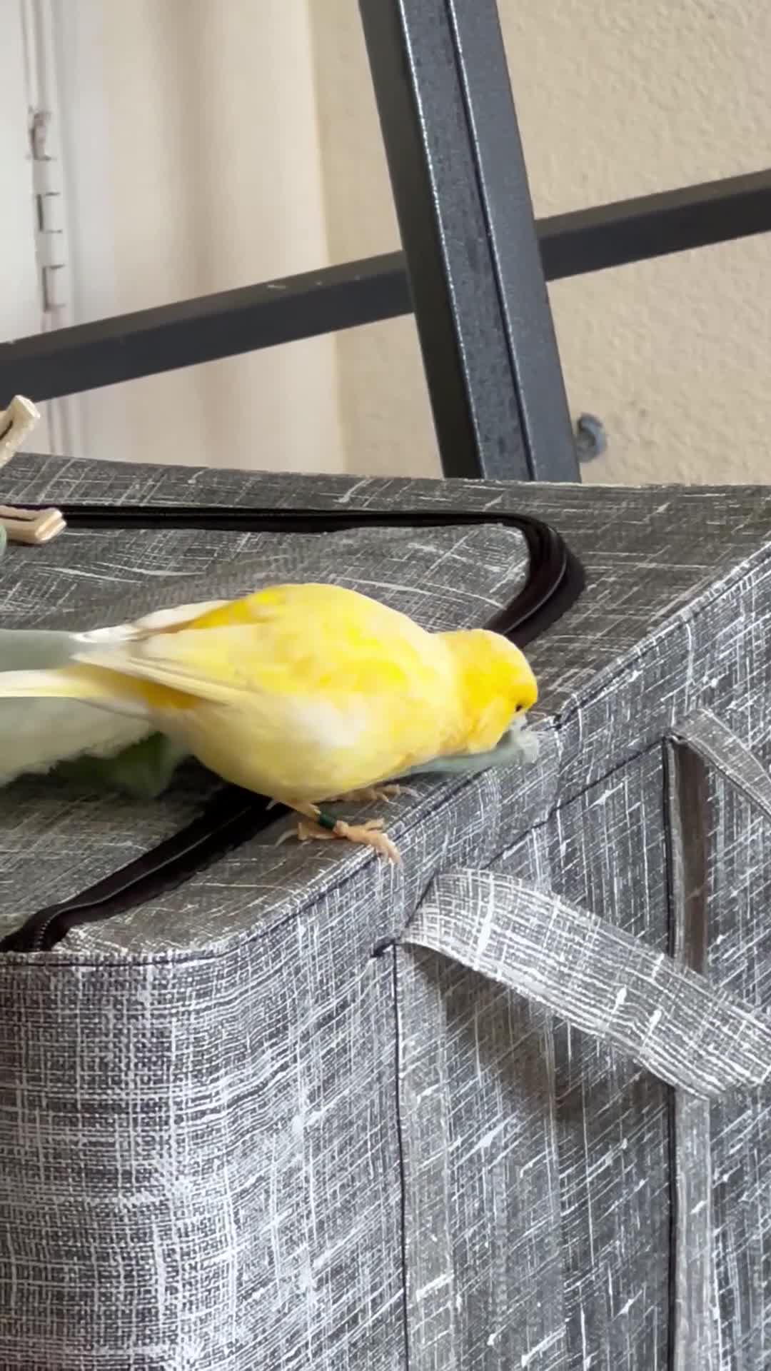 Canaries birds for sale: Beautiful pair yellow canaries - Video 1