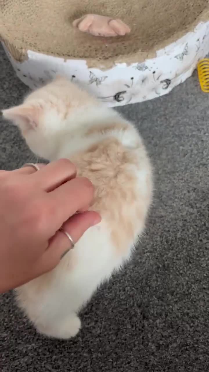 British Shorthair cats for sale: Beautiful Gccf registered bsh kittens  - Video 2