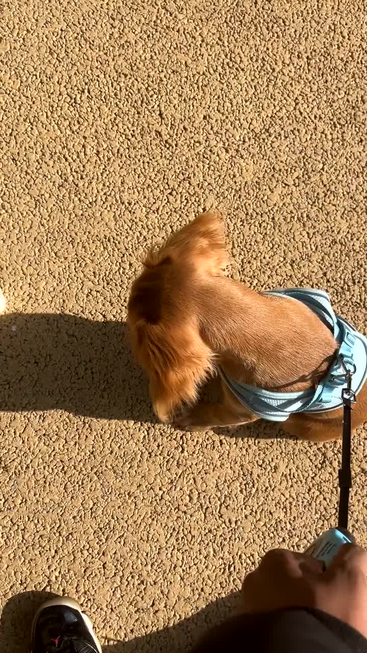 Cocker Spaniel dogs for sale: Working cocker spaniel  - Video 1
