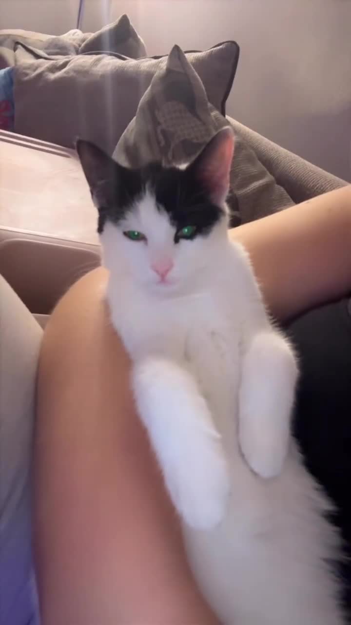 Mixed Breed cats for sale: £15 Female kitten  - Video 1