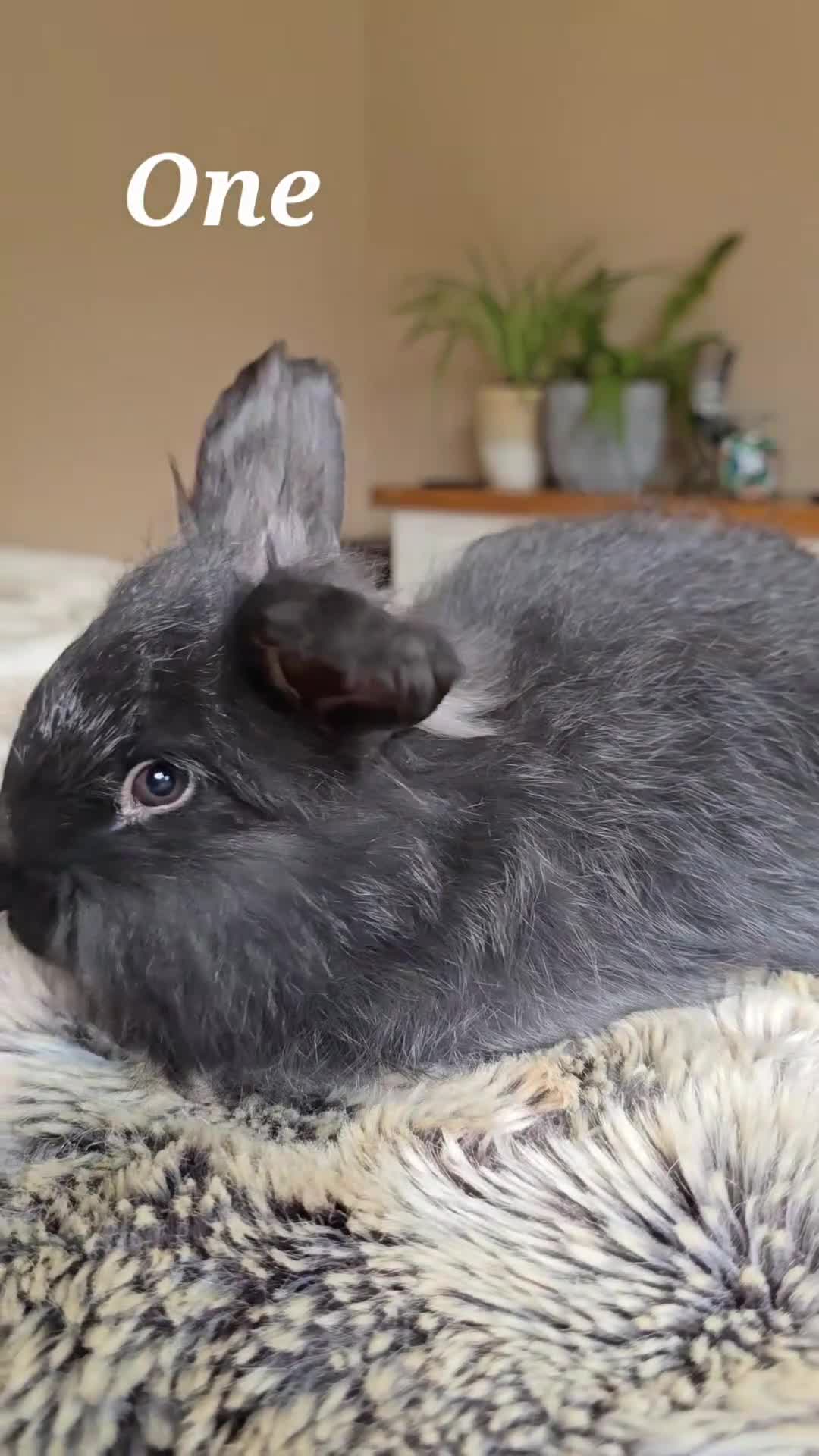 Angora rabbits for sale: Quality Angora Rabbits  - Video 1